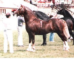 stallion Rhystyd Express (Welsh-Cob (Sek. D), 1982, from Nebo Daniel)