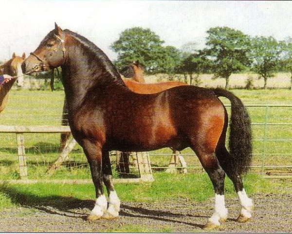 stallion Tynybryn What's Wanted (Welsh-Cob (Sek. D), 1989, from Rhystyd Express)
