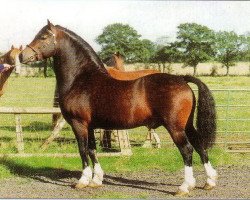 Deckhengst Tynybryn What's Wanted (Welsh-Cob (Sek. D), 1989, von Rhystyd Express)