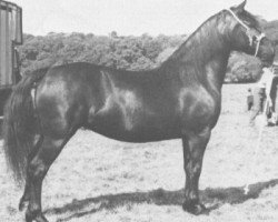 Zuchtstute Hewid Wendy (Welsh-Cob (Sek. D), 1973, von Hewid Cardi)