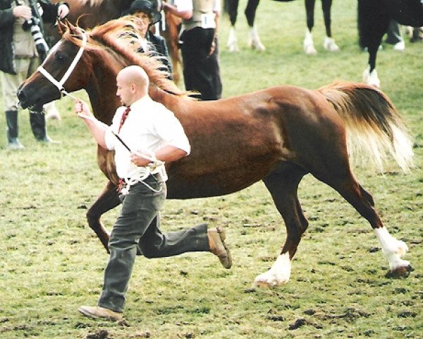 broodmare Nesscliffe Gem (Welsh-Cob (Sek. D), 1994, from Tynybryn What's Wanted)