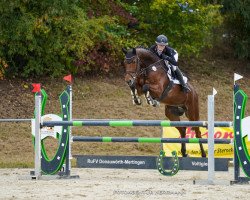 dressage horse Cinzano P (German Sport Horse, 2011, from Carrico)