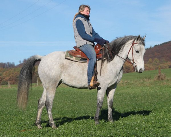 Pferd Duncarbery Molly (Connemara-Pony, 2008)