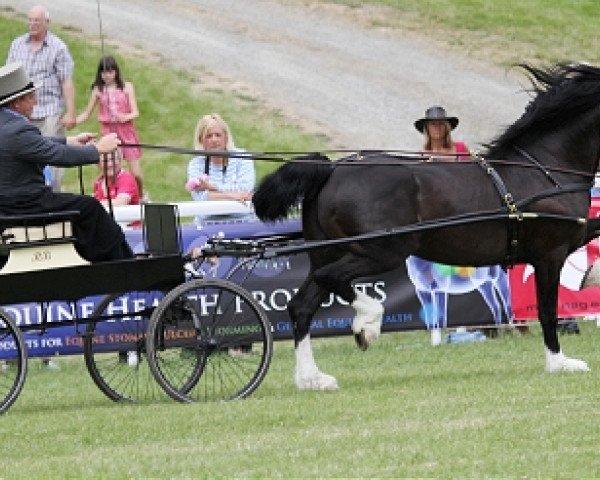 horse Trefnant Brenin ap Harri (Welsh-Cob (Sek. D), 1999, from Bronfoel Harri)