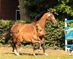 dressage horse Felindro (Oldenburg, 2015, from Fiandro)