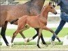 dressage horse Festmarsch (Oldenburg, 2016, from Fiandro)