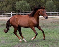 horse Neuland Miss Dior (Südafrikanisches Warmblut, 2009, from Sir Donnerhall I)