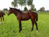 broodmare Irah de La Vie N (Oldenburg show jumper, 2016, from Diarado)