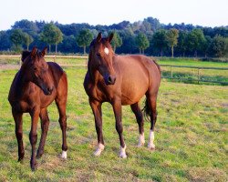 Zuchtstute Ivy de la Vie (Belgisches Warmblut, 2008, von Heartbreaker)