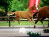 jumper Baloutinus de rouet (Oldenburg show jumper, 2016, from Balou du Rouet)