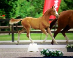 jumper Baloutinus de rouet (Oldenburger Springpferd, 2016, from Balou du Rouet)