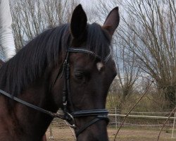 dressage horse Bijou (Trakehner, 2005, from Tolstoi)