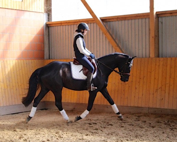 dressage horse Quibelle 36 (Hanoverian, 2012, from Quasar de Charry)