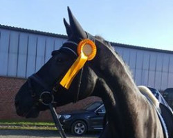 dressage horse Matchball OLD (Oldenburg, 2012, from E.H. Millennium)