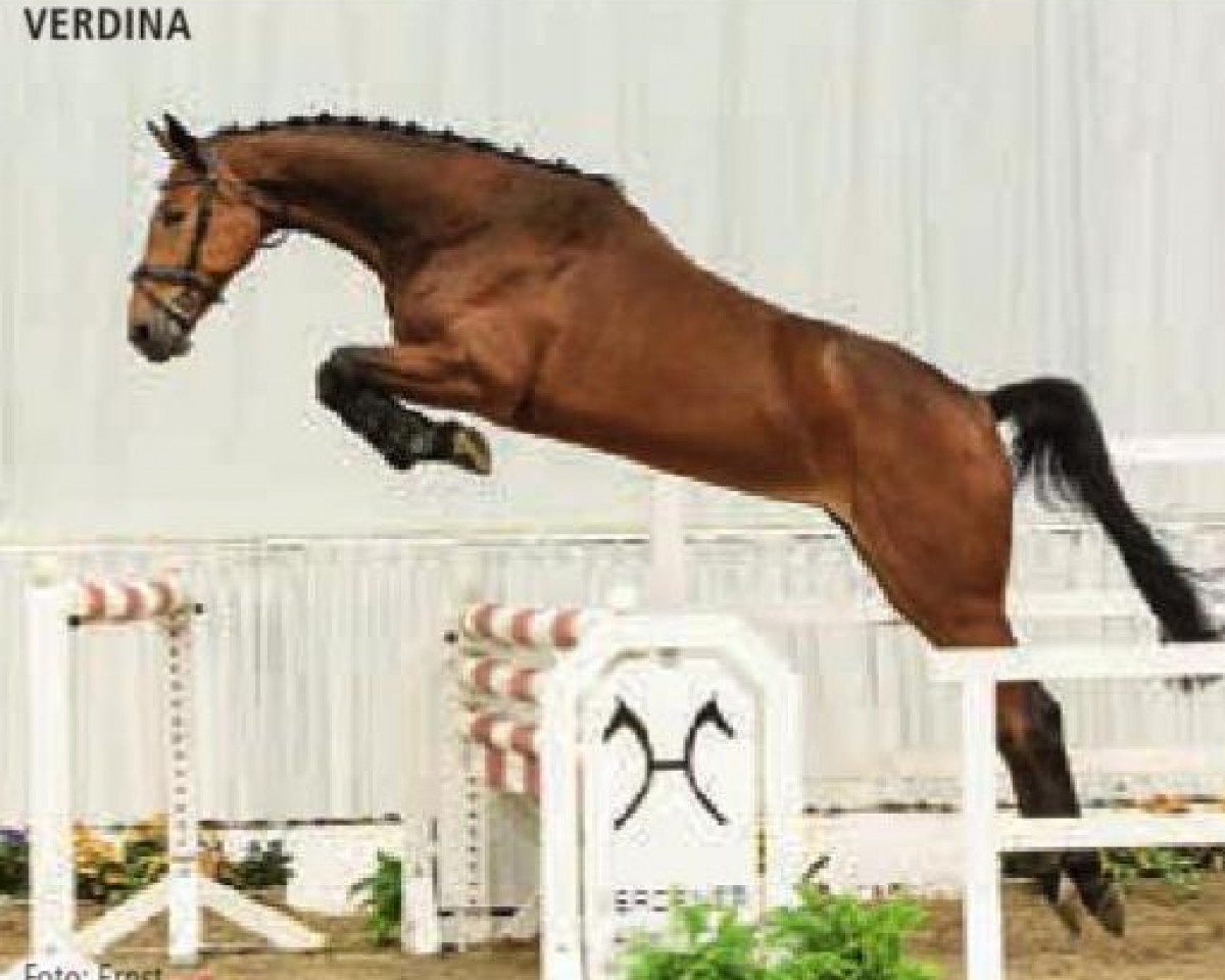 jumper Verdina (Hanoverian, 2009, from Verdi)