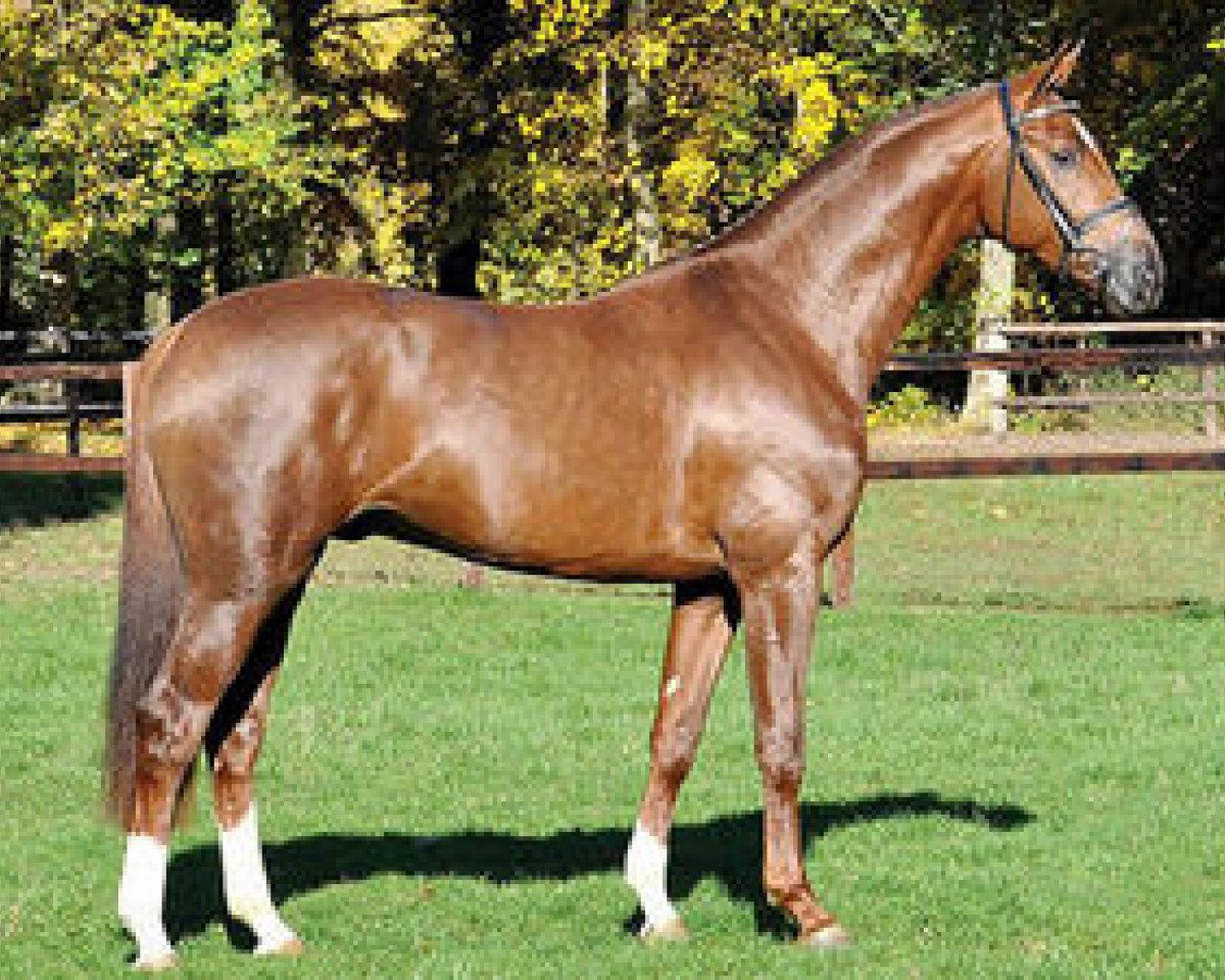 stallion Feuerspiel (Hanoverian, 2007, from Fidertanz)