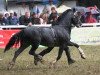 stallion Llansantffraed Bonheddwr (Welsh-Cob (Sek. D), 1992, from Ffoslas Lord Thomas)