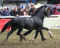 Deckhengst Llansantffraed Bonheddwr (Welsh-Cob (Sek. D), 1992, von Ffoslas Lord Thomas)