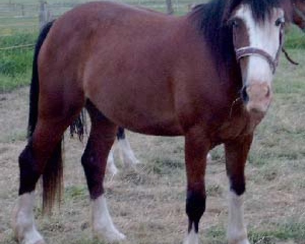 broodmare Malog Eira (Welsh-Cob (Sek. D), 2000, from Fronarth Confidence)