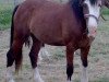 broodmare Malog Eira (Welsh-Cob (Sek. D), 2000, from Fronarth Confidence)