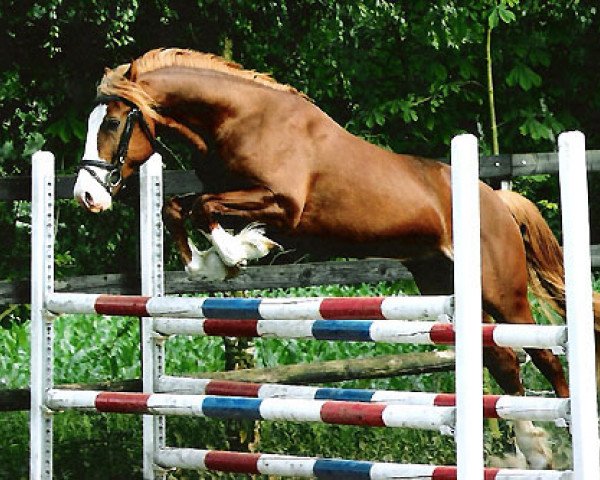 stallion Arvalon Confidence (Welsh-Cob (Sek. D), 2005, from Cwmmaddoc Appollo)