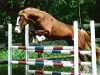 Deckhengst Arvalon Confidence (Welsh-Cob (Sek. D), 2005, von Cwmmaddoc Appollo)