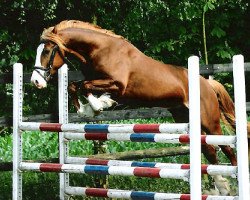 Deckhengst Arvalon Confidence (Welsh-Cob (Sek. D), 2005, von Cwmmaddoc Appollo)