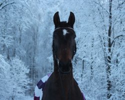 Springpferd No Limit N (Dänisches Warmblut, 2004, von Newtime)