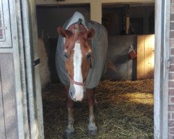 Pferd Lukas (Haflinger-Mix, 1989)