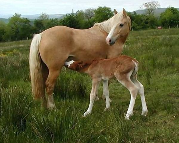 broodmare Aberlogin Polly (Welsh-Cob (Sek. D), 1993, from Thorneyside The Equalizer)