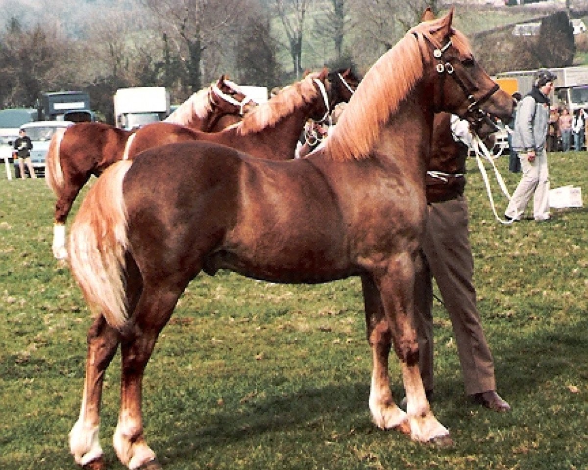 stallion Deicin King Flyer (Welsh-Cob (Sek. D), 1983, from Cippyn Red Flyer)
