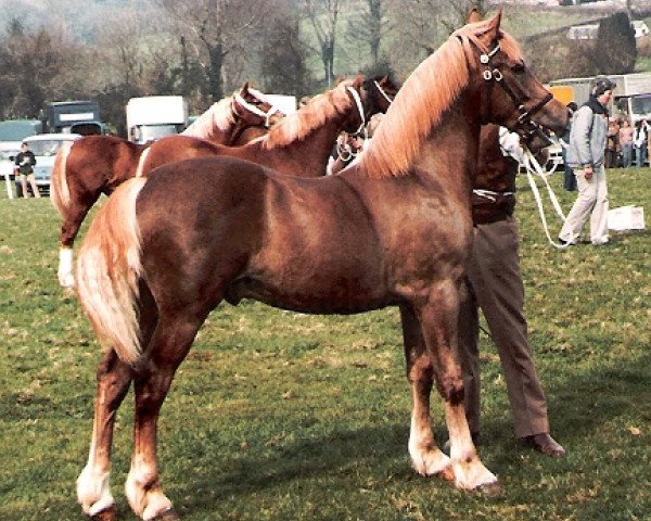 Deckhengst Deicin King Flyer (Welsh-Cob (Sek. D), 1983, von Cippyn Red Flyer)