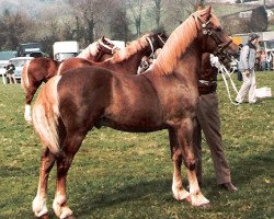 stallion Deicin King Flyer (Welsh-Cob (Sek. D), 1983, from Cippyn Red Flyer)