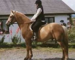 Deckhengst Deicin True Briton (Welsh-Cob (Sek. D), 1994, von Deicin King Flyer)