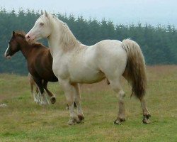 Deckhengst Terackie Winter Shadow (Welsh-Cob (Sek. D), 1997, von Deicin True Briton)