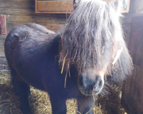 horse Nop Nop (Shetland pony (under 87 cm), 2008)