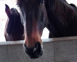 Pferd Coleraine (Irish Sport Horse, 1995, von Cajetano xx)