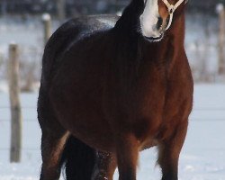 Zuchtstute Rhydfendigaid Lisa (Welsh-Cob (Sek. D), 1990, von Nebo Daniel)