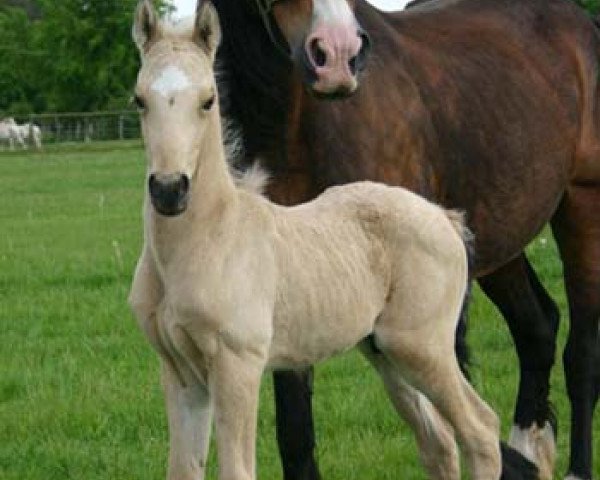 horse Arvalon Southern-Comfort (Welsh-Cob (Sek. D), 2007, from Terackie Winter Shadow)