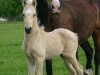 horse Arvalon Southern-Comfort (Welsh-Cob (Sek. D), 2007, from Terackie Winter Shadow)