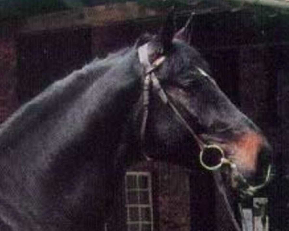 Pferd Rabino (Holsteiner, 1990, von Ramiro Z)