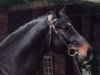 horse Rabino (Holsteiner, 1990, from Ramiro Z)