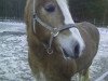 Dressurpferd Heidi 646 (Haflinger, 1998, von Nathan (6,25% ox))