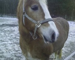 Dressurpferd Heidi 646 (Haflinger, 1998, von Nathan (6,25% ox))