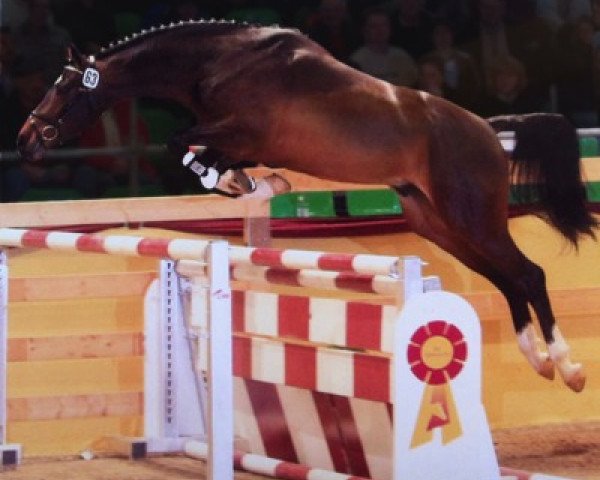jumper Cromwell (Hanoverian, 2006, from Contendro I)