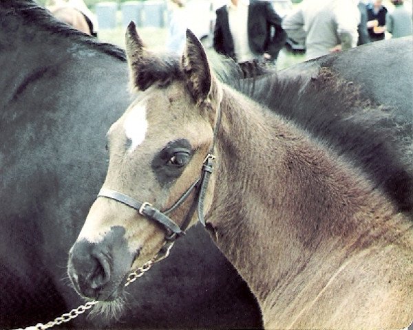 horse Sydenham Kestrel (Welsh-Cob (Sek. D), 1981, from Oakhatch Cymydog Da)