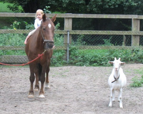 Pferd Bimberg Jupiter (Welsh-Cob (Sek. D), 1988, von Bimberg- Boyo)