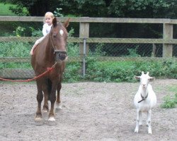 Pferd Bimberg Jupiter (Welsh-Cob (Sek. D), 1988, von Bimberg- Boyo)