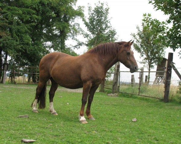 broodmare Bimberg Narissa (Welsh-Cob (Sek. D), 1992, from Zeus of Stowell)