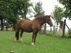 broodmare Bimberg Narissa (Welsh-Cob (Sek. D), 1992, from Zeus of Stowell)